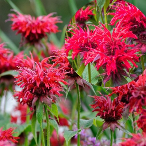 Monarda 'Cambridge Scarlet' - Monarda 'Cambridge Scarlet' P9/0,55L